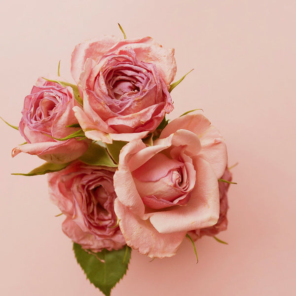 Vintage Rose Room Diffuser｜室內擴香 - 古典玫瑰